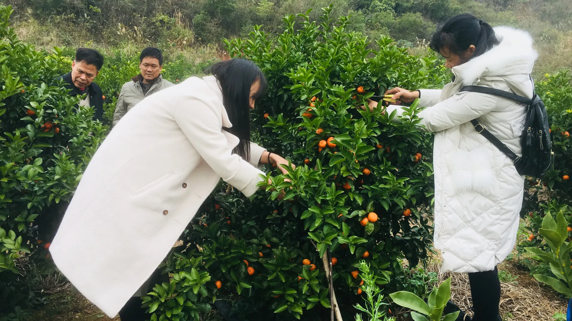 摘橘子
