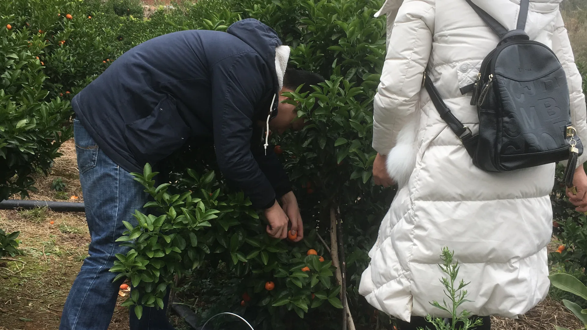 摘橘子